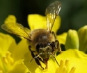 Bienensicherheit bei der Rapsaussaat