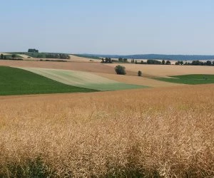 Landwirtschaftszhlung 2020 Sachsen